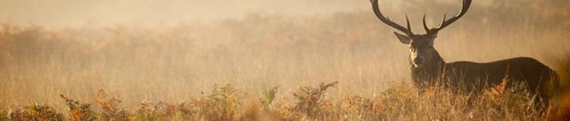 Wild Game Dinner